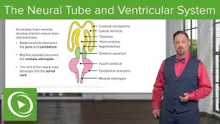 Neural Tube and Ventricular System: Vesicle Stages & Hydrocephalus – Embryology | Lecturio