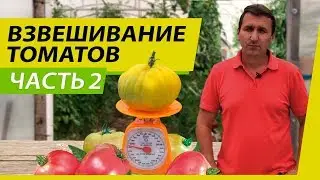 ВЗВЕШИВАНИЕ ТОМАТОВ | МОИ ЛЮБИМЫЕ СОРТА | САДОВЫЙ РАЙ