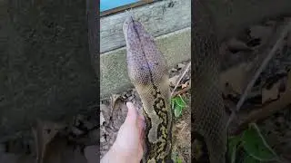 Huge reticulated python outside