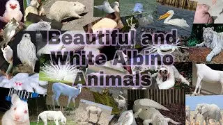 5 minutes of Beautiful and White Rare Animals || Part 1