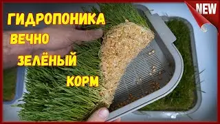 Гидропоника - зелёный корм для птицы и  животных. Проращивание пшеницы в домашних условиях.