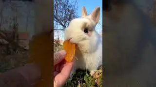 The little rabbit eats oranges. Cute pet debut plan. Rabbit. Rural cute pet.