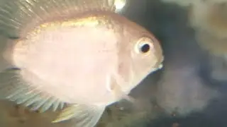 Polar Parrot Fish Sucessfull breeding details,egg hatched #aquarium #fish #parrotfish #shorts