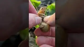 Blood Sucking Parasite Removed From Ally the Shrimp 
