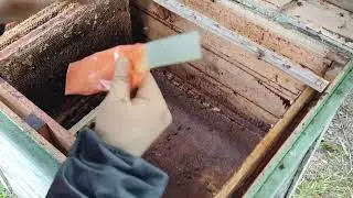 Обработка от клеща Варроа 2023.