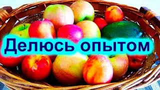 724.Как хранить фрукты, овощи в жару.Израиль