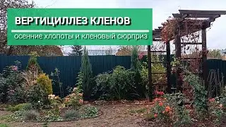 Вертициллез клена. Осенние труды, и кто мне помогает.