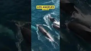 Beauty of coast where you can see whales and dolphins in Los Angeles