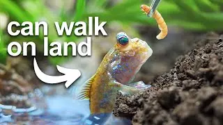 I Got a Pet Walking Fish (literally)