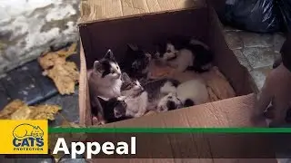 Welcome to the world – Cats Protection appeal