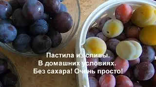 Пастила из сливы в домашних условиях. Тонкости приготовления. Очень просто! Без сахара.