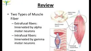 Muscle tone - Basic physiology