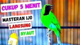 Pancingan Cucak Ijo Gacor Ini Efektif dan Cepat Buat Menaikan Emosi Ijo Mana Saja Agar Tarung