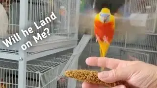 Taming a Turquoisine Parakeet