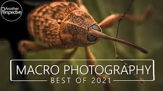 Best of Macro Photography in 2021