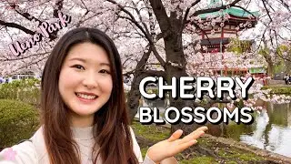 Cherry Blossoms at Ueno Park 🌸