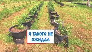 Голубика в биогумусе  Часть 2