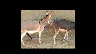 horse mating🤯 #youtubeshorts #breeding #crossing #horse