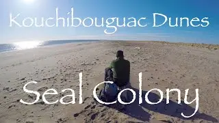 Kouchibouguac Dunes Seal Colony