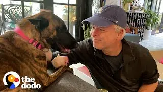 Guy Promises Just To Foster This Rescue Dog  | The Dodo