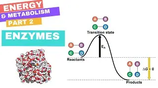 Chapter 8 - Part 2 : Enzymes & Metabolism (Reaction Coordinates, Activation, Substrate, Inhib, Reg)