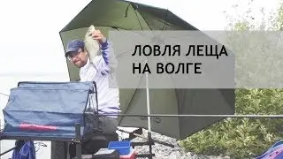 Ловля леща на фидер. Волга, август 2018 г.