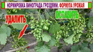 🍇 Нормировка винограда гроздями. После ЭТОГО становятся НАСТОЯЩИМИ виноградарями))) Формула УРОЖАЯ!