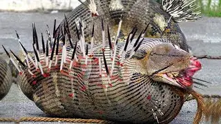 End Bigotry! Python Pains When Tortured By Hundreds Of Porcupine Thorns For Trying To Eat It