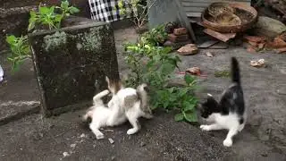 3ANAK KUCING NAKAL