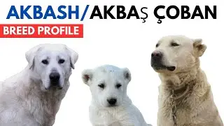 Akbash Dog Breed Profile History - Price - Traits - Akbash Dog Grooming Needs - Lifespan