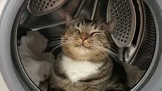 😂 Funniest Cats and Dogs Videos 😺🐶 || 🥰😹 Hilarious Animal Compilation №314