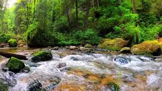 Beautiful Mountain River Flowing Sound. Forest River, Relaxing Nature Sounds/ Sleep/ Relax
