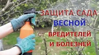 Защита сада от вредителей и болезней - весной