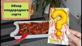 Килограммы острого перца с двух кустов! Обзор высокоплодородного сорта, который я вновь посажу