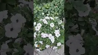 Сказочный сад .Цветы.3