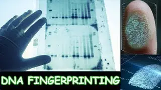 Dna fingerprinting-Dna Fingerprinting process-Dna Fingerprinting steps