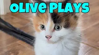 My Calico Kitten Plays