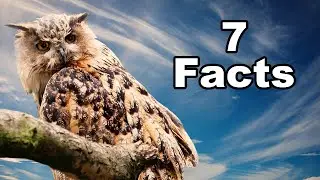 7 Facts about the Owl