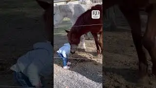 This little girl loves her horses!