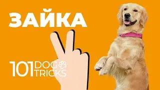 Команда Зайка 🐩 Как научить собаку сидя поднимать передние лапы 🐾 Дрессировка щенка Суслик Служи 🐶