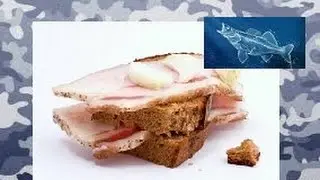 Засол сала для зимней рыбалки.