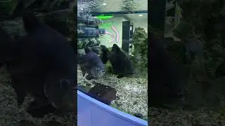 Fish Love 💕 | 