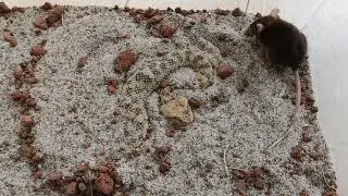 Saharan Horned Viper Strike