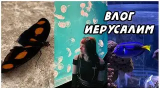 Океанариум, бабочки, лес в Иерусалиме \ ВЛОГ