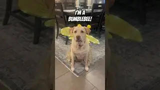 Labrador Retriever Confuses Trick Or Treating With Breaking And Entering #funny #dog #halloween