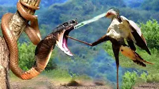 King Cobra Fights With Secretary Bird In The Wild - What Is The Result?