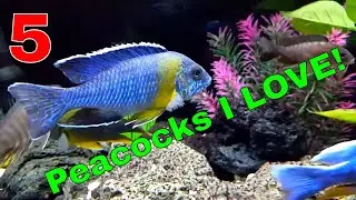 African Cichlids: 5 Peacocks I Love!