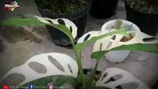 #viral #jandabolong #monstera viral harga janda bolong sampai puluhan juta rupiah monstera variegata