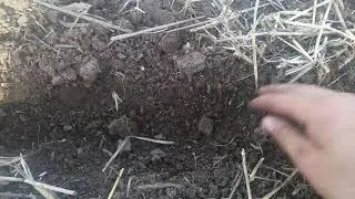 Подсолнечник No-Till