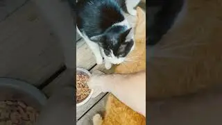 Early Morning Cat Feeding Frenzy! 🐈 🐈 🐈 🐈 @youtubecreators #youtubehighfive #youtubeshorts
